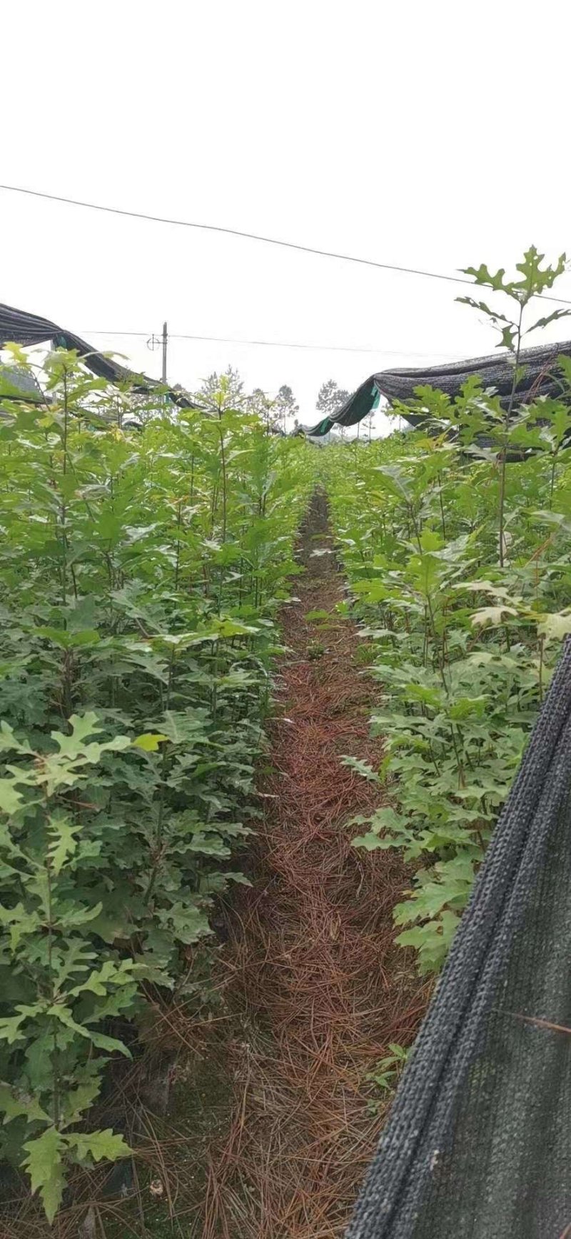 娜塔栎当年苗红橡娜塔栎1-40公分