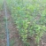 娜塔栎当年苗红橡娜塔栎1-40公分