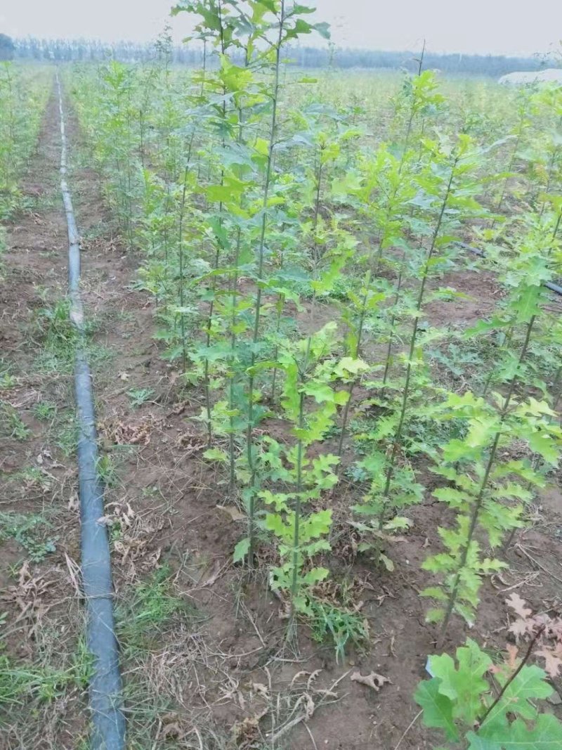 娜塔栎当年苗红橡娜塔栎1-40公分