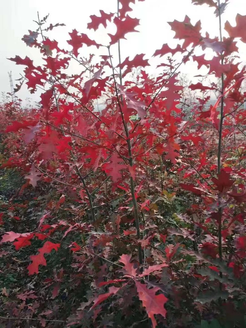 娜塔栎当年苗红橡娜塔栎1-40公分