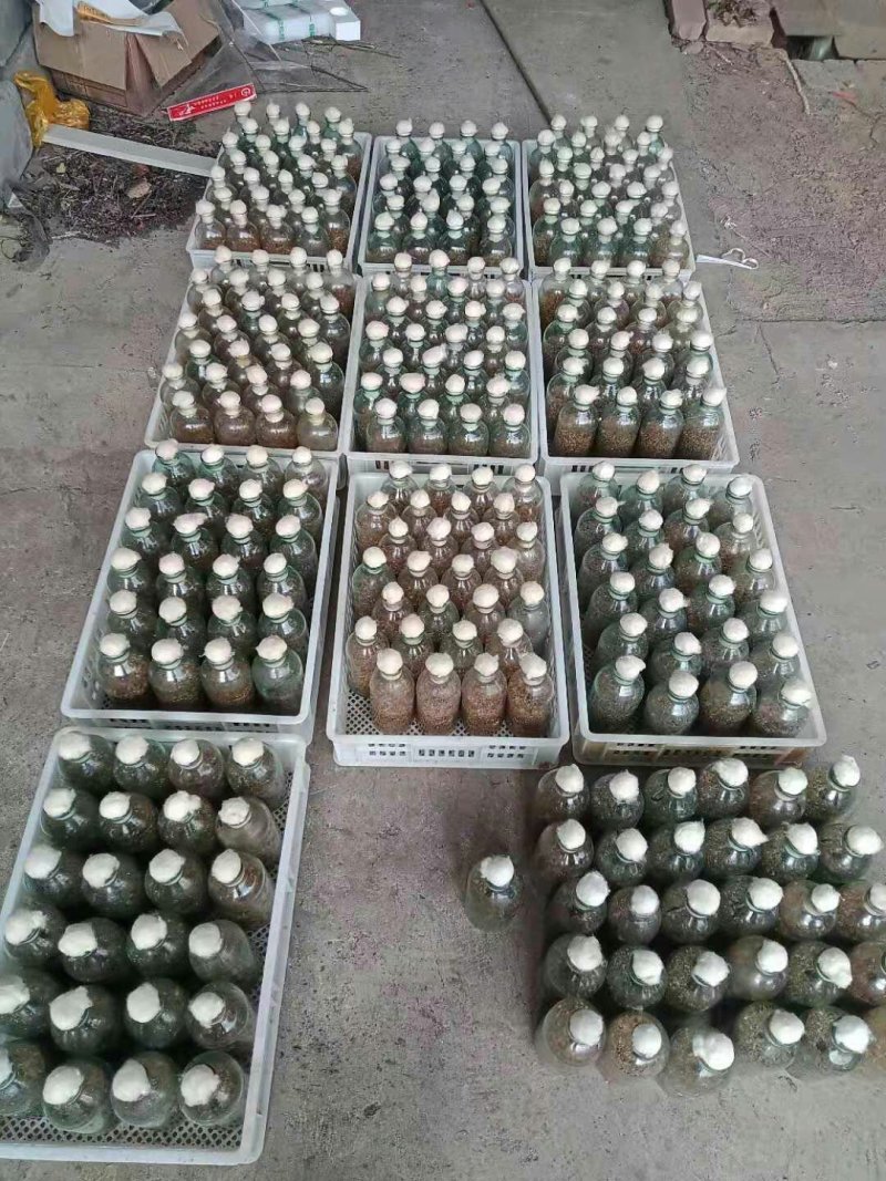 金耳
