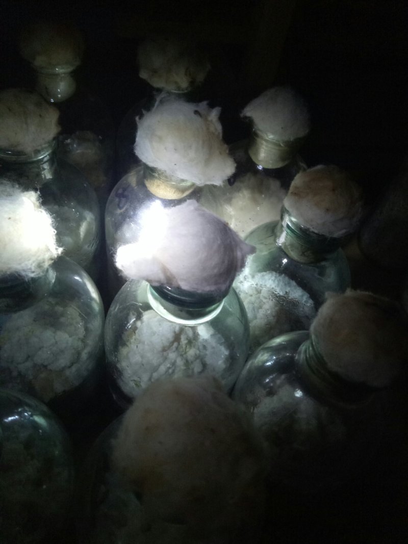 金耳