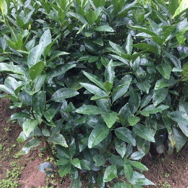 【热卖品】沃柑苗【基地直供包邮】