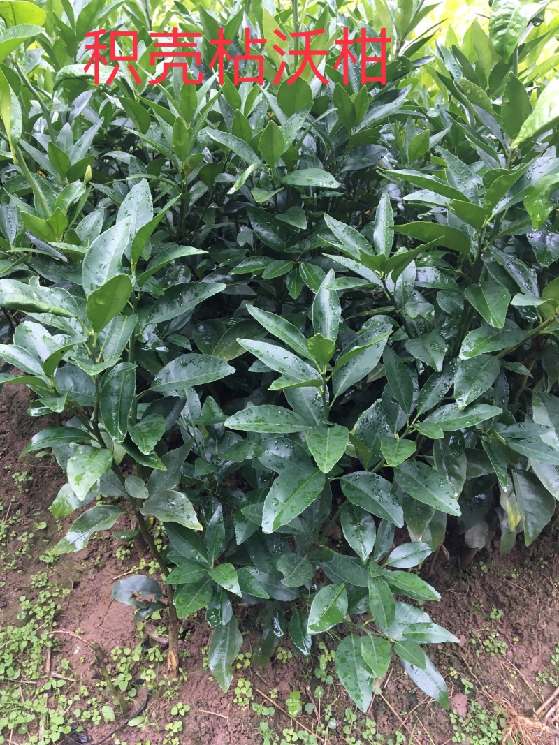 【热卖品】沃柑苗【基地直供包邮】