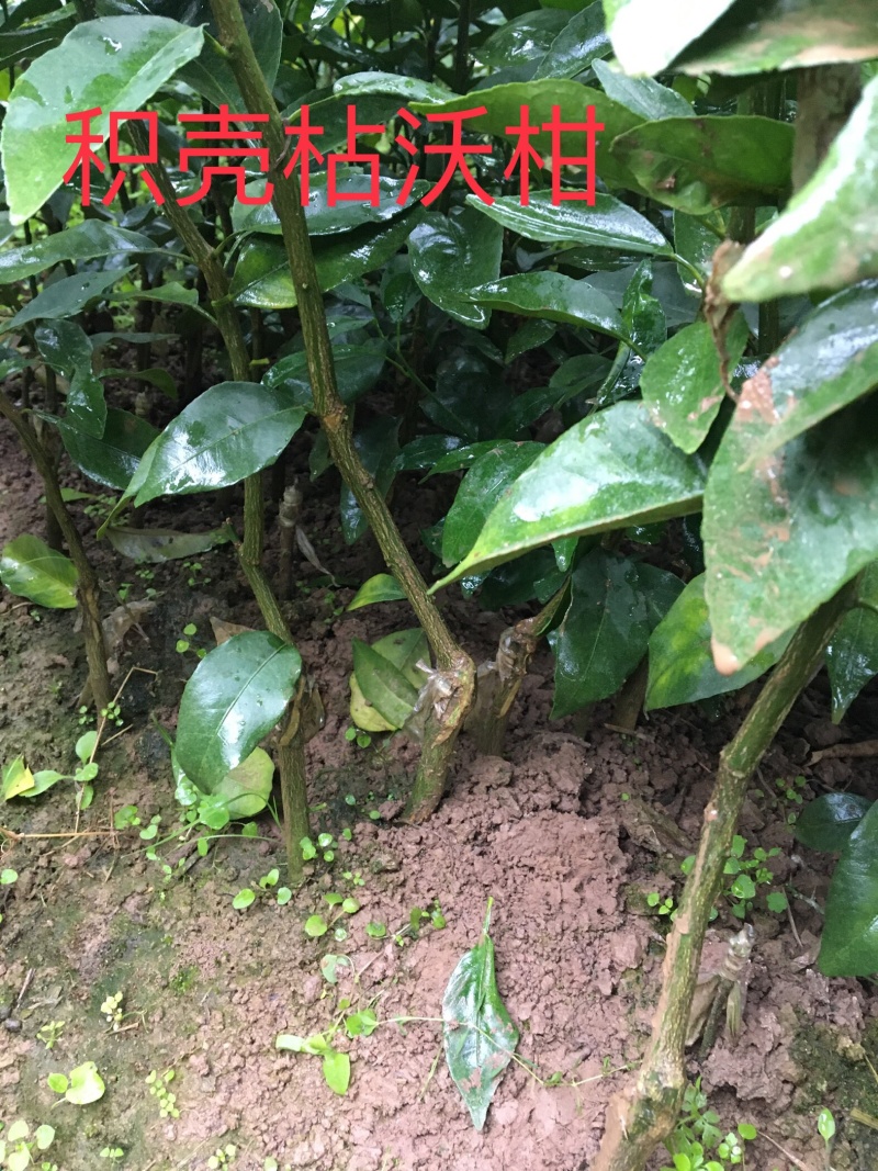 【热卖品】沃柑苗【基地直供包邮】