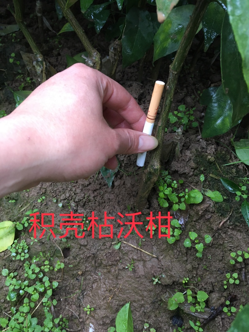 【热卖品】沃柑苗【基地直供包邮】