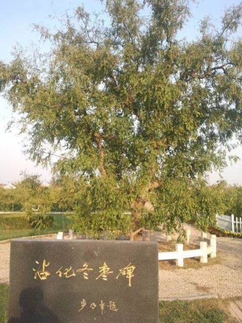 枣树苗沾化纯脆甜1到10年冬枣树苗，提供技术指导成活率高
