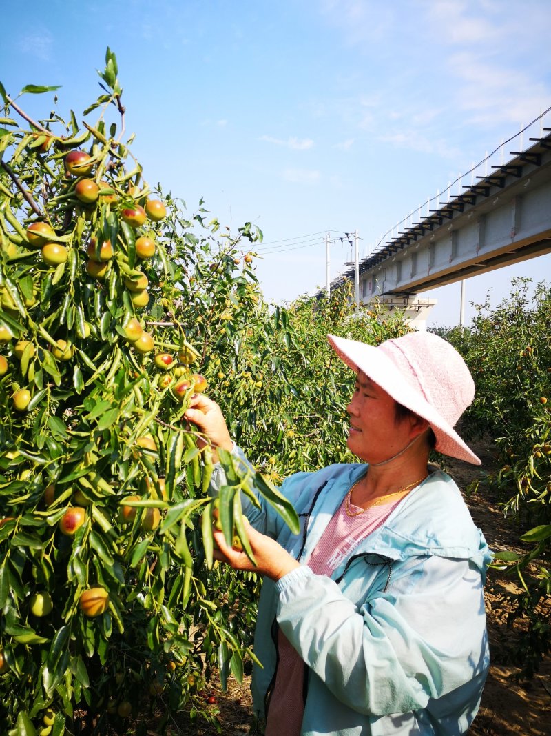 枣树苗沾化纯脆甜1到10年冬枣树苗，提供技术指导成活率高