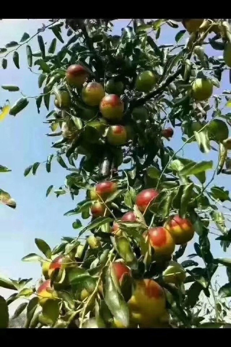 枣树苗沾化纯脆甜1到10年冬枣树苗，提供技术指导成活率高