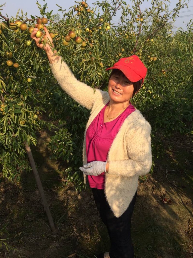 枣树苗沾化纯脆甜1到10年冬枣树苗，提供技术指导成活率高