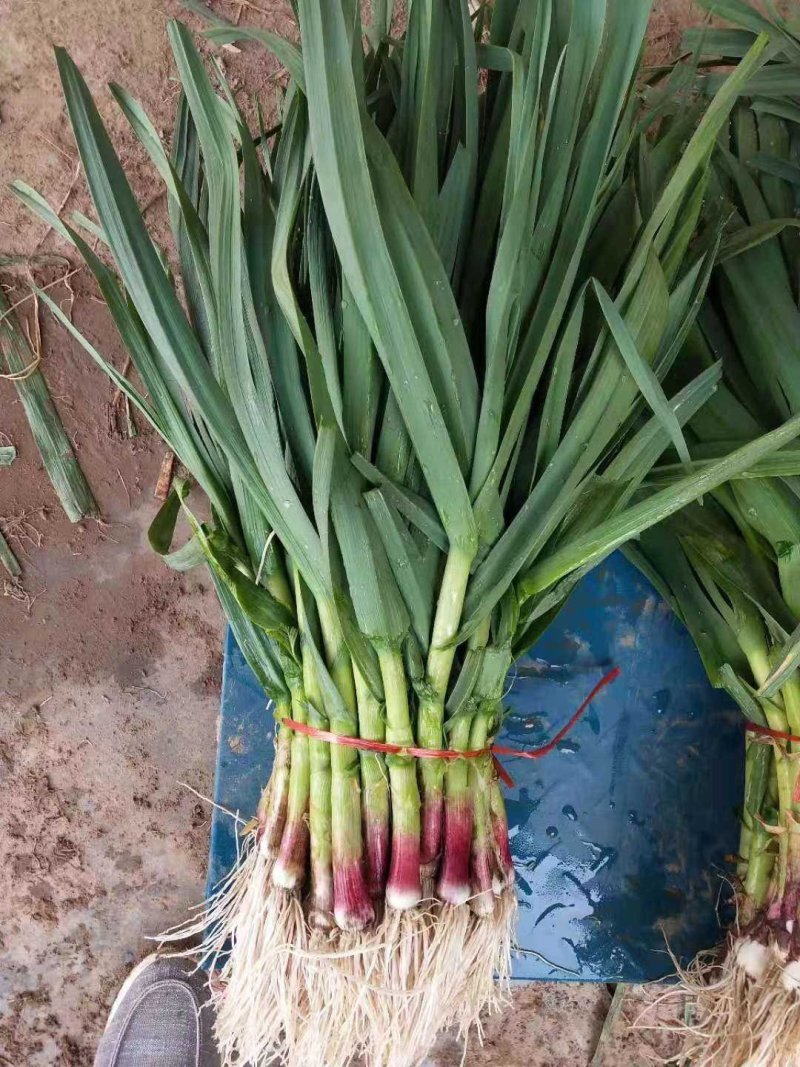 精品蒜苗基地货提前预定！500亩蒜苗一手货源大棚货