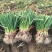 精品蒜苗基地货提前预定！500亩蒜苗一手货源大棚货