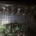 白玉蜗牛