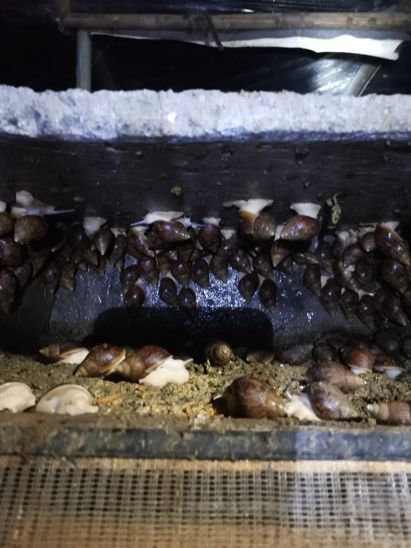 白玉蜗牛