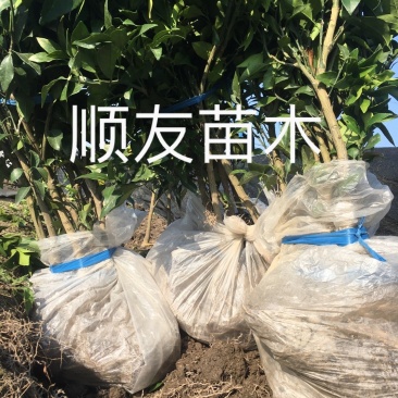 2年正宗红美人苗木红美人树苗爱媛苗台州正宗