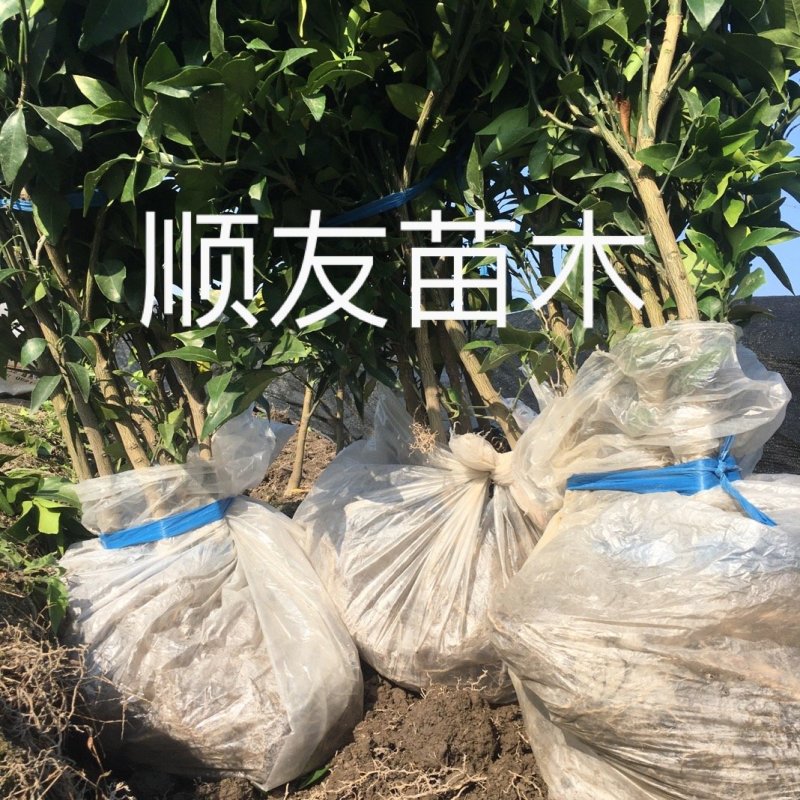 2年正宗红美人苗木红美人树苗爱媛苗台州正宗