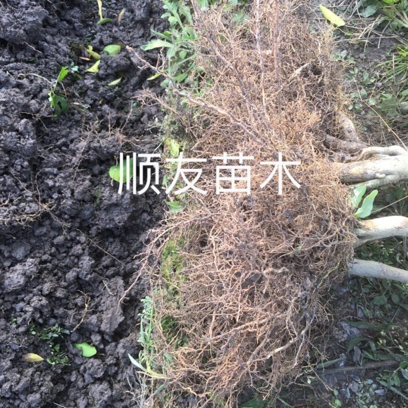 2年正宗红美人苗木红美人树苗爱媛苗台州正宗