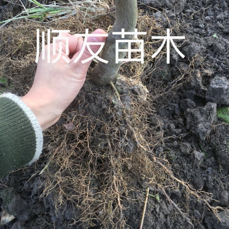 2年正宗红美人苗木红美人树苗爱媛苗台州正宗