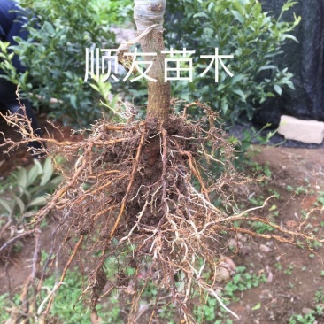 大红袍白玉白沙枇杷苗台州农户种植自产自销