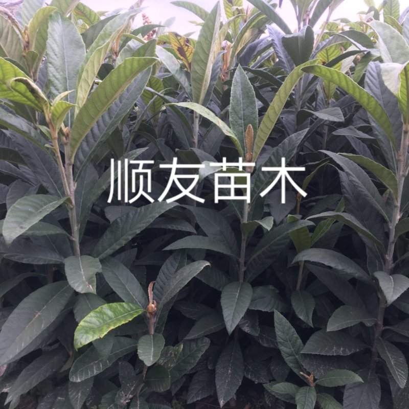 大红袍白玉白沙枇杷苗台州农户种植自产自销