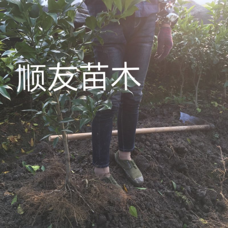 2年正宗红美人苗木红美人树苗爱媛苗台州正宗