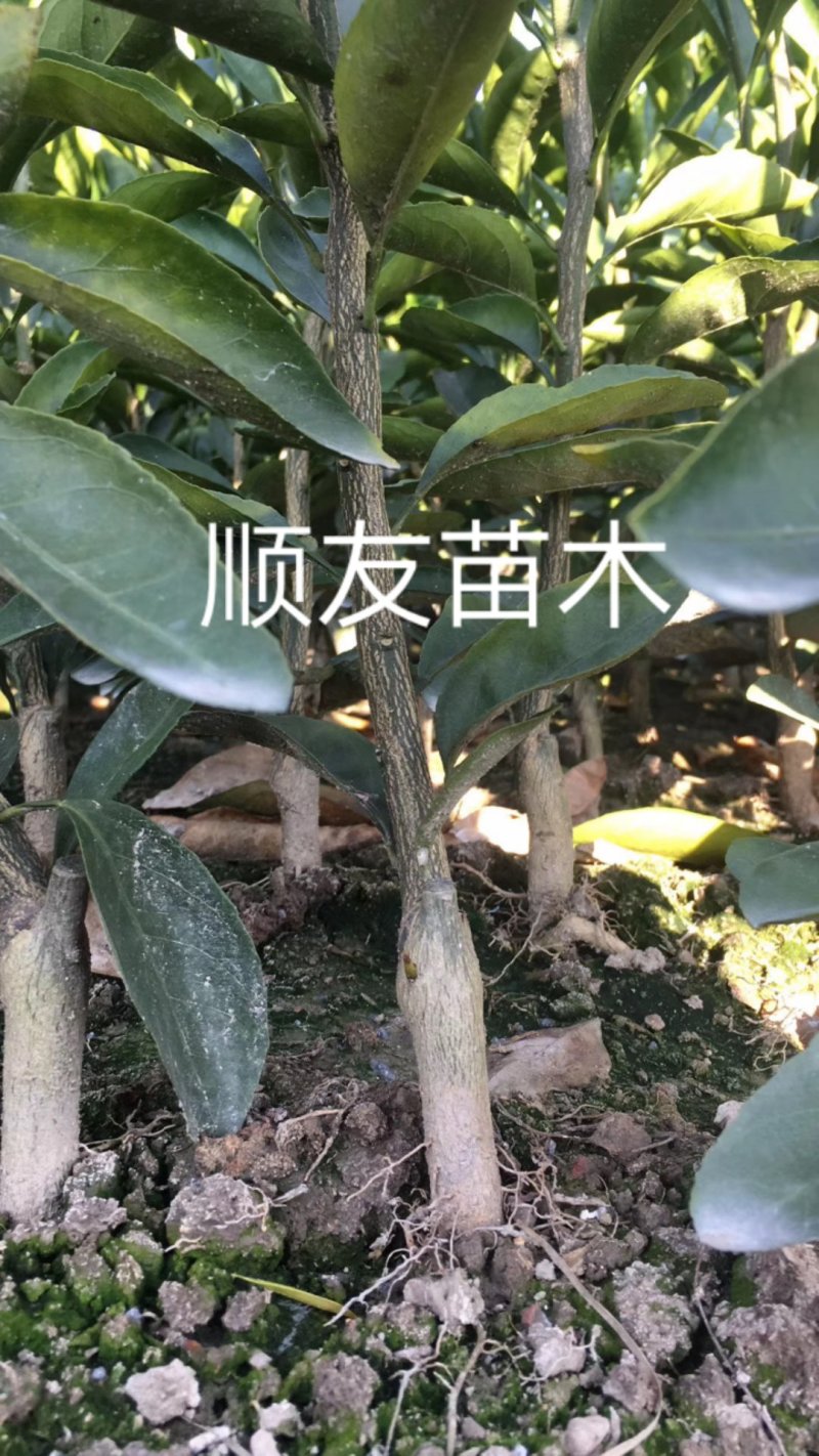 涌泉蜜桔苗蜜橘苗台州黄岩蜜橘苗柑橘苗水果苗