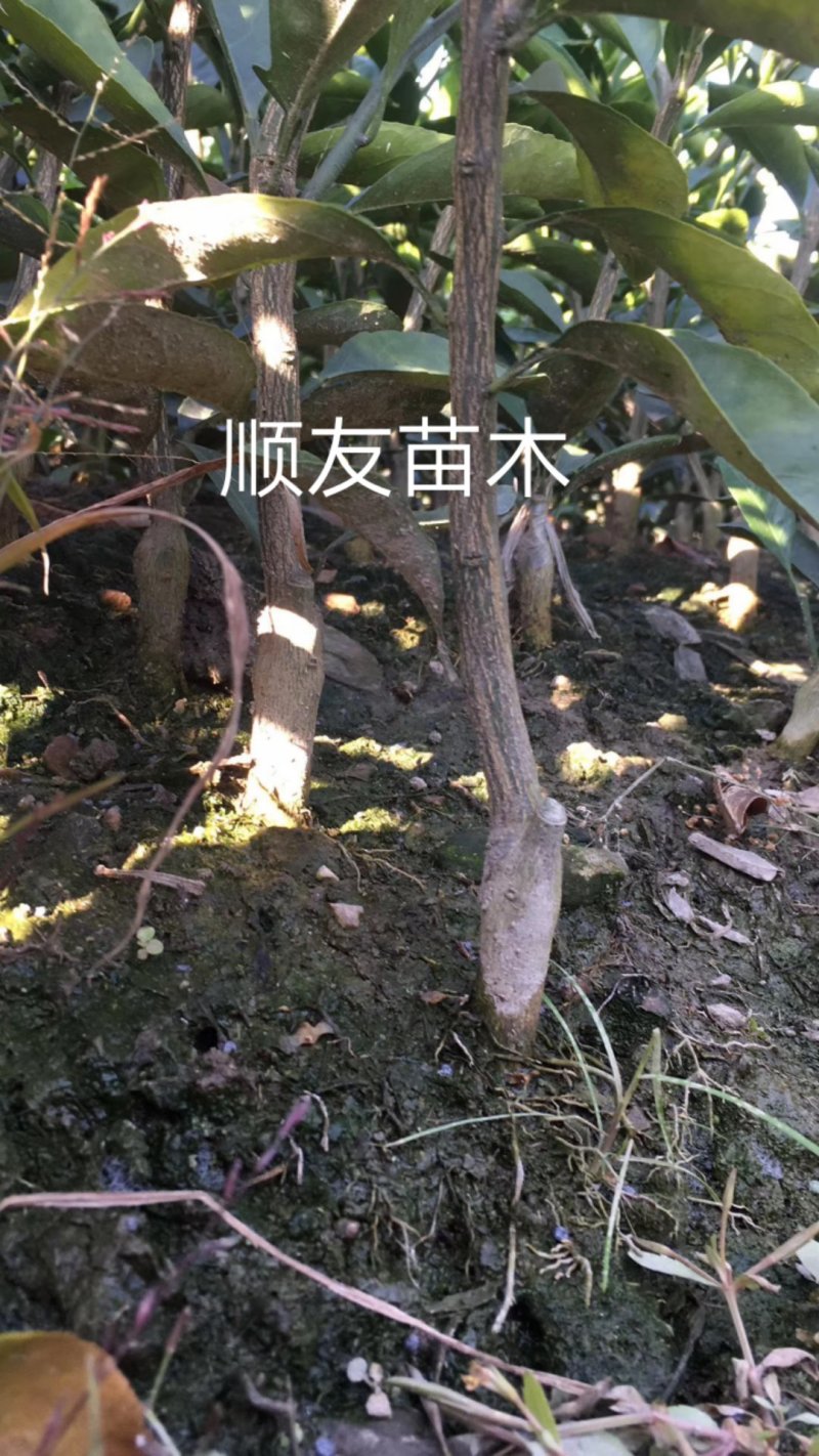 涌泉蜜桔苗蜜橘苗台州黄岩蜜橘苗柑橘苗水果苗