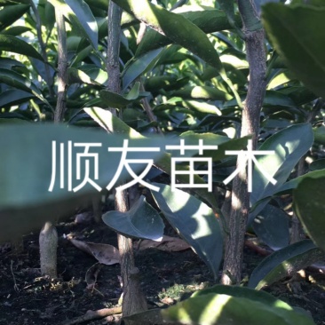涌泉蜜桔苗蜜橘苗台州黄岩蜜橘苗柑橘苗水果苗