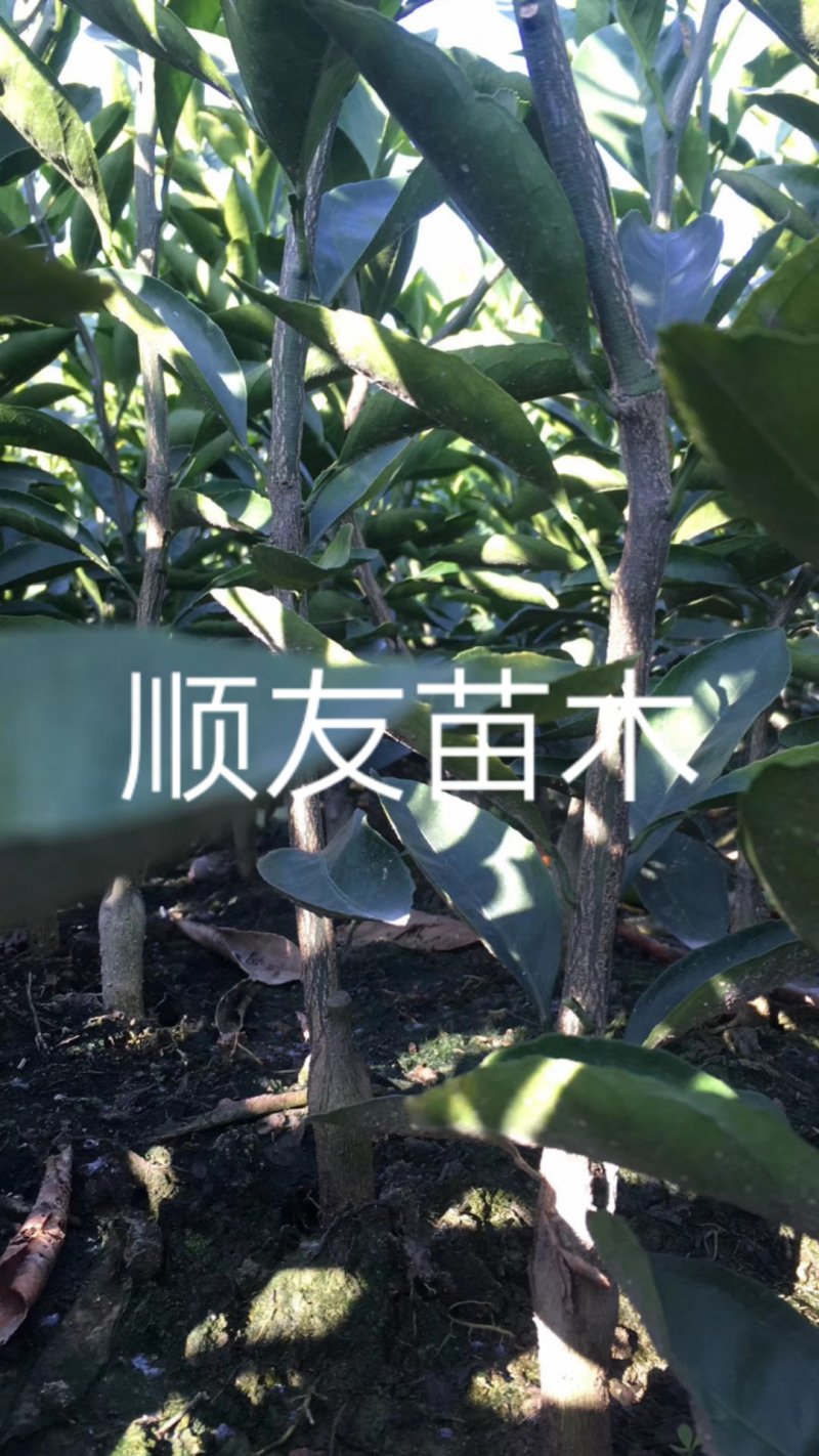 涌泉蜜桔苗蜜橘苗台州黄岩蜜橘苗柑橘苗水果苗