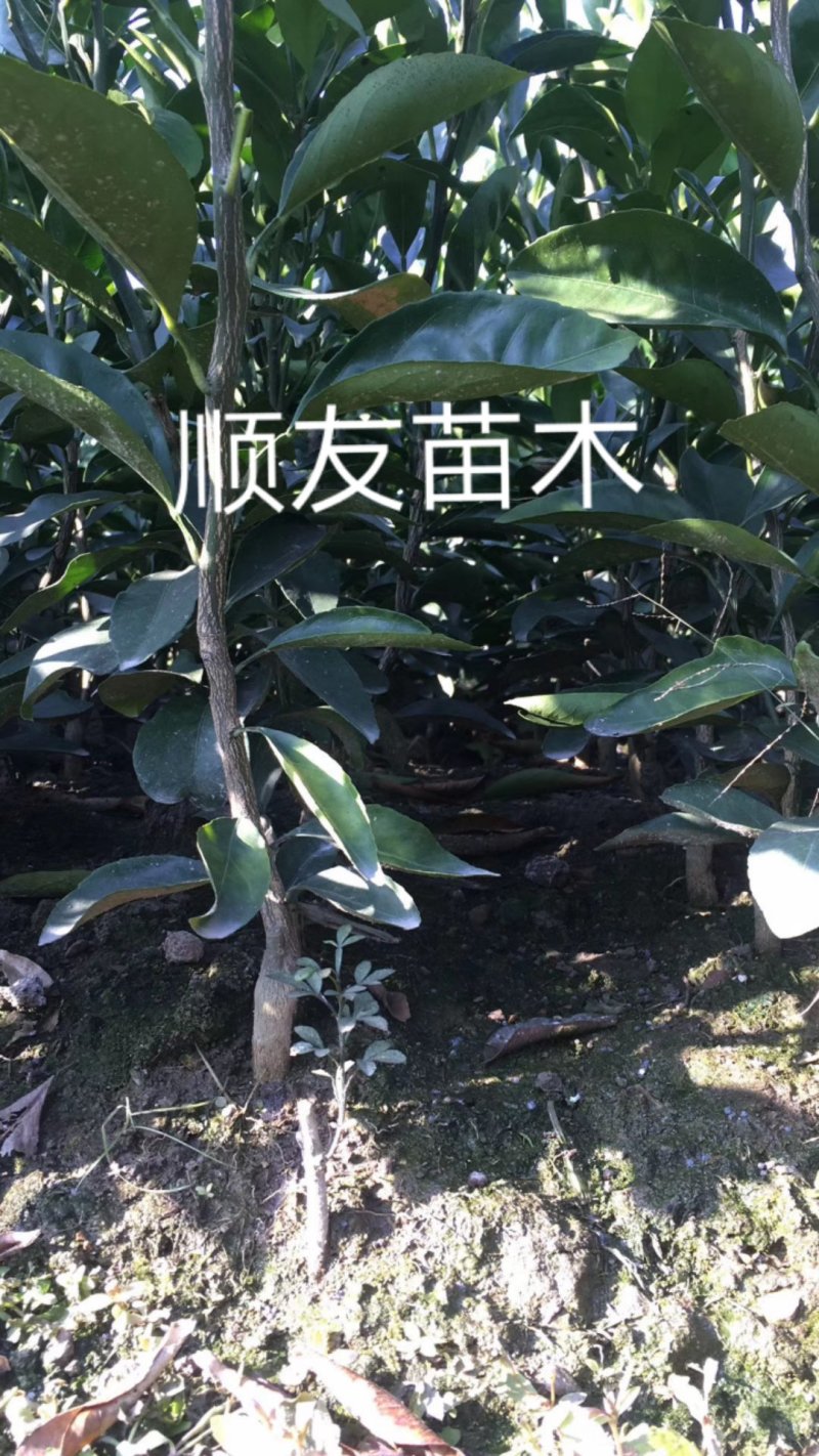 涌泉蜜桔苗蜜橘苗台州黄岩蜜橘苗柑橘苗水果苗