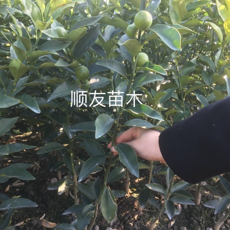 1年金桔苗挂果金桔苗不挂果台州黄岩自产自销种植户