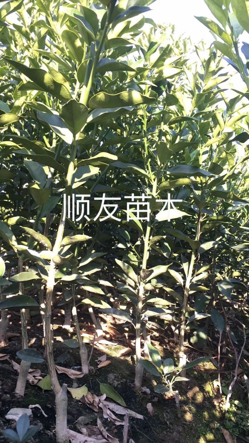 1年金桔苗挂果金桔苗不挂果台州黄岩自产自销种植户
