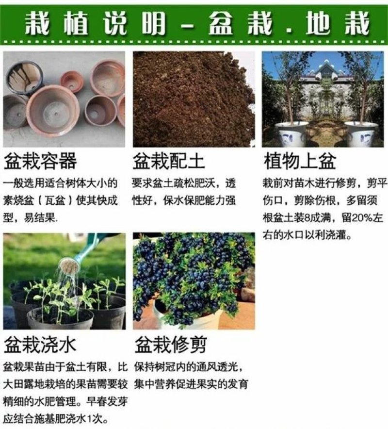 塞拉蓝莓苗盆栽地栽蓝莓树苗蓝莓苗蓝梅树苗南北方种植