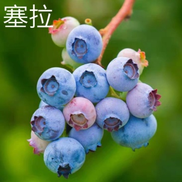 塞拉蓝莓苗盆栽地栽蓝莓树苗蓝莓苗蓝梅树苗南北方种植