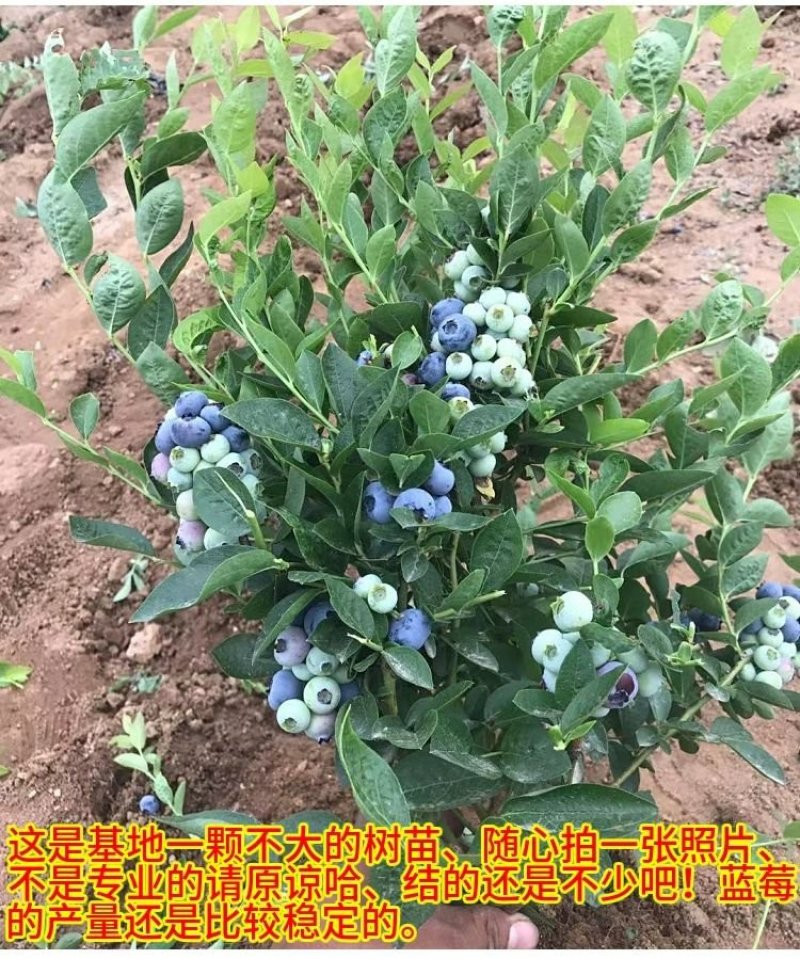 塞拉蓝莓苗盆栽地栽蓝莓树苗蓝莓苗蓝梅树苗南北方种植