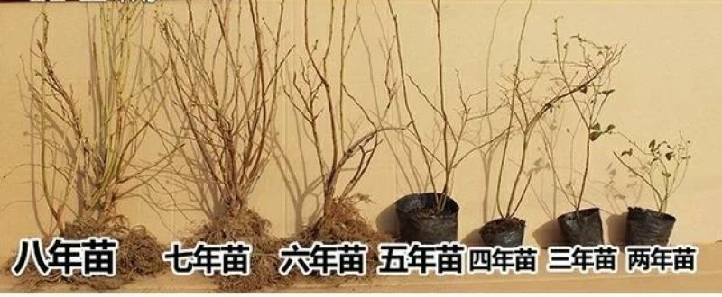 塞拉蓝莓苗盆栽地栽蓝莓树苗蓝莓苗蓝梅树苗南北方种植