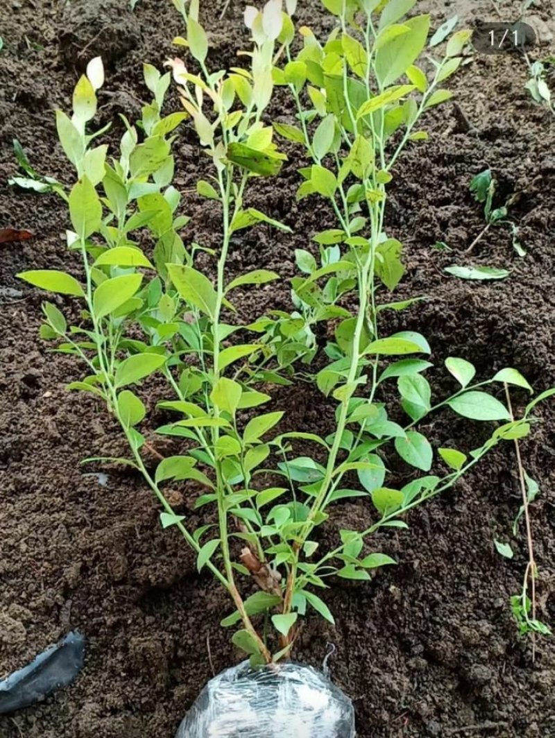 塞拉蓝莓苗盆栽地栽蓝莓树苗蓝莓苗蓝梅树苗南北方种植