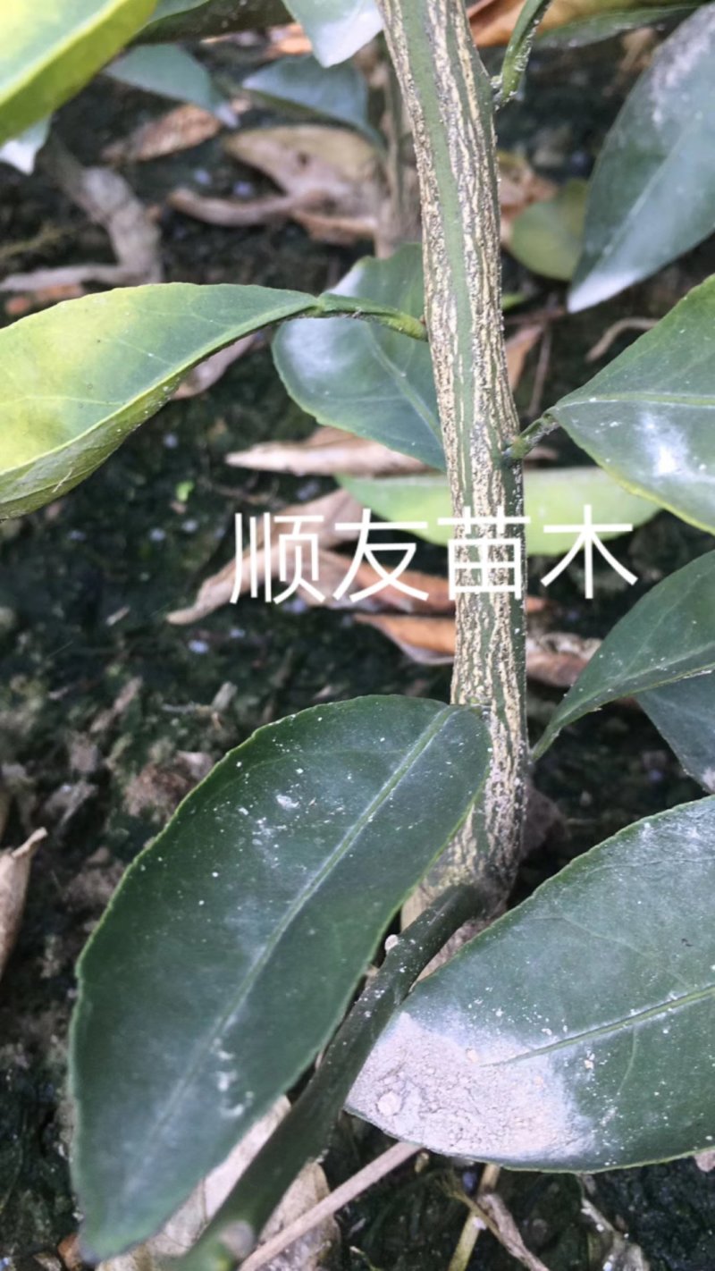 由良柑橘苗蜜橘苗蜜桔苗台州黄岩农户自产自销