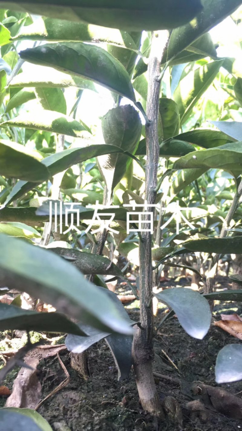 由良柑橘苗蜜橘苗蜜桔苗台州黄岩农户自产自销