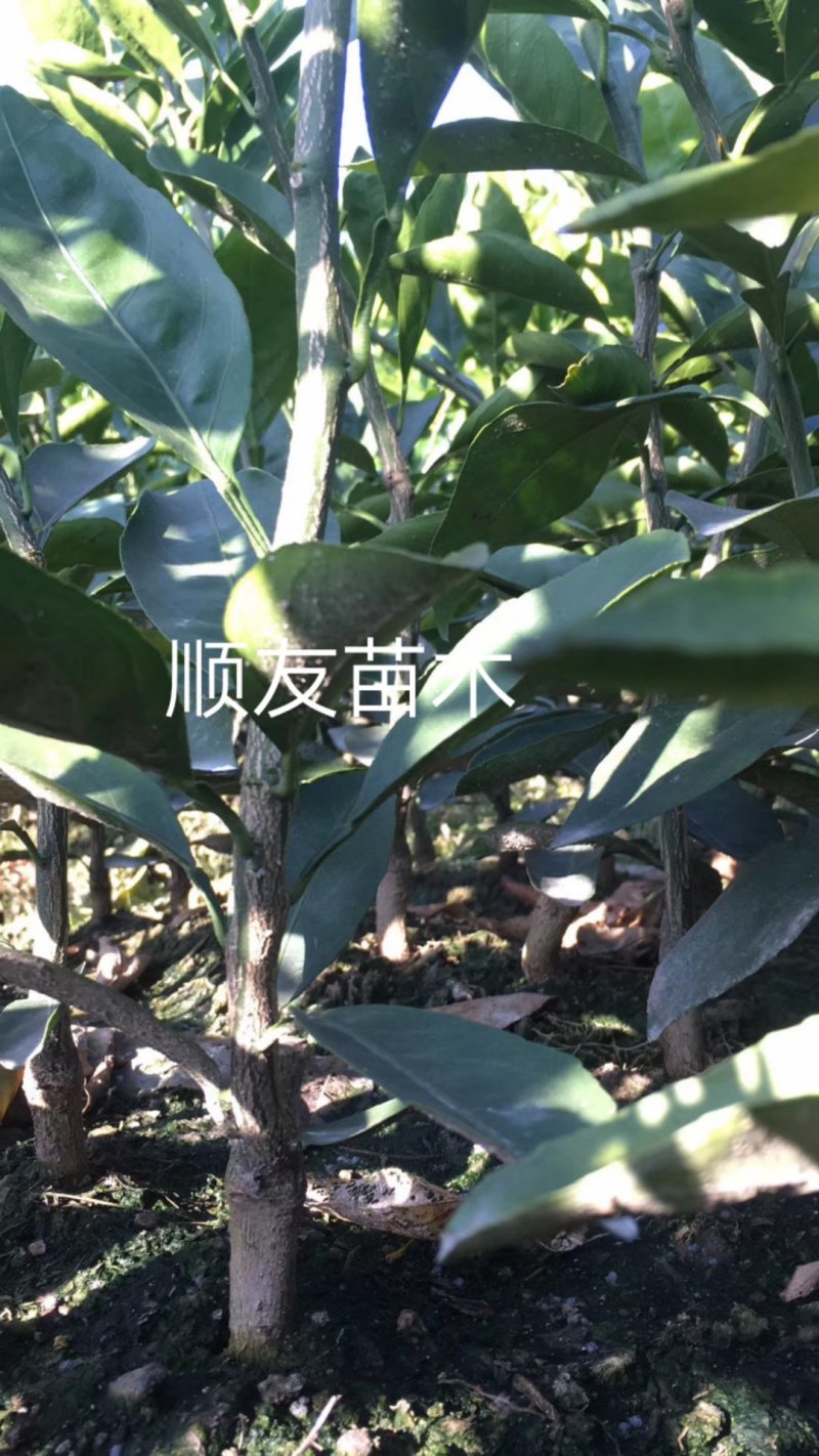 由良柑橘苗蜜橘苗蜜桔苗台州黄岩农户自产自销