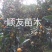 3年金桔苗挂果甜金桔苗盆栽田里浙江台州
