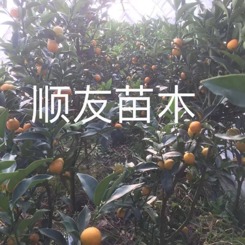 3年金桔苗挂果甜金桔苗盆栽田里浙江台州