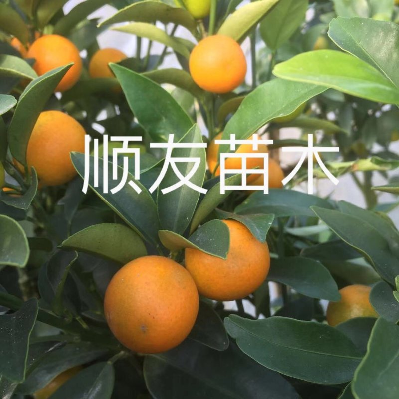 3年金桔苗挂果甜金桔苗盆栽田里浙江台州