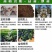 兔眼蓝莓苗盆栽地栽蓝莓树苗蓝莓苗蓝梅树苗南北方种植