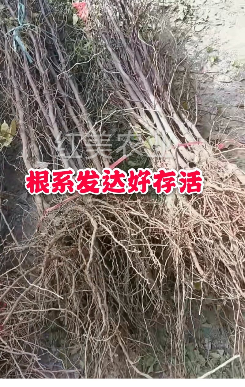 玉露无核枣树苗果个大产量高产地直销