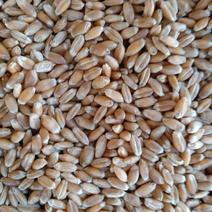 小麦，辽宁朝阳北票的的小麦