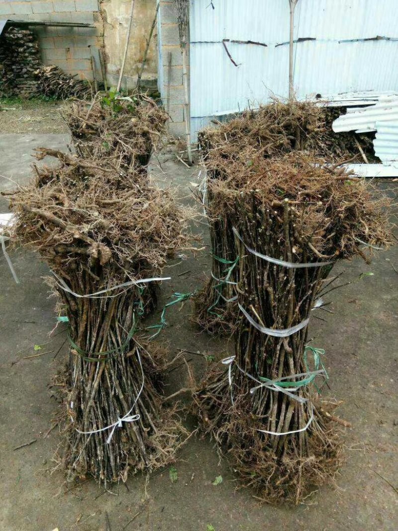 中花吴茱萸苗