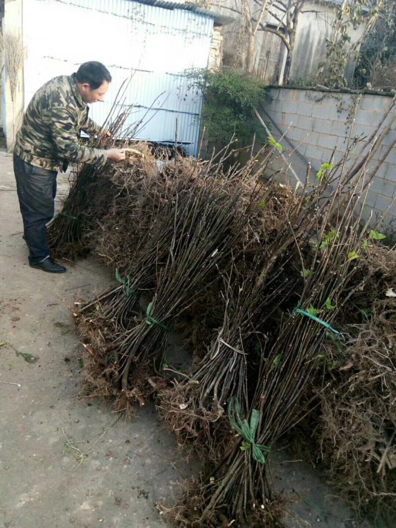 中花吴茱萸苗