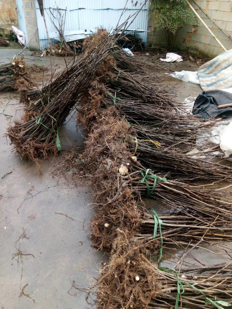 中花吴茱萸苗