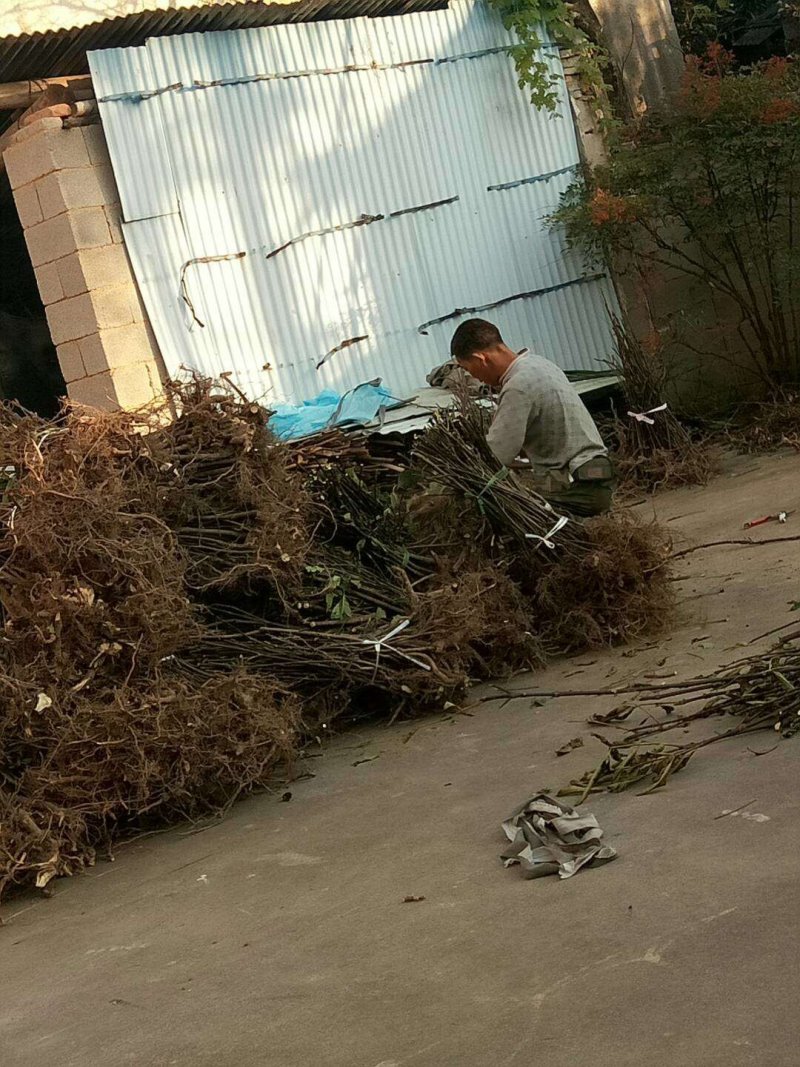 中花吴茱萸苗